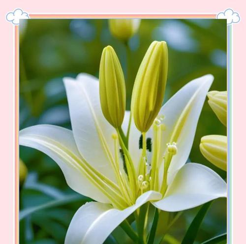 百合花的正面寓意和代表含义是什么？