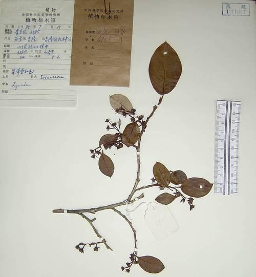 象征珠子的花品种有哪些？