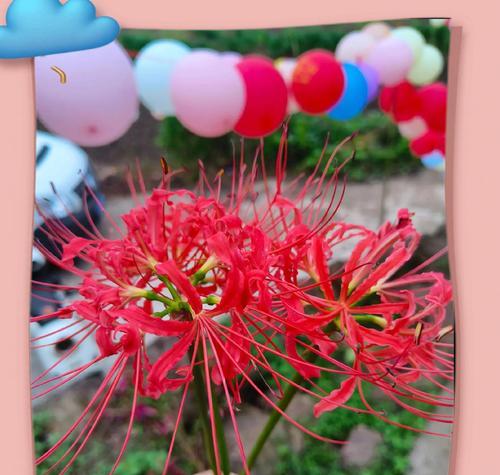 彼岸花花语是什么？生死与轮回的象征！