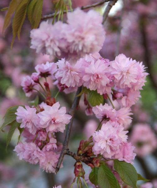 中性花象征着什么？它在花卉文化中的地位如何？