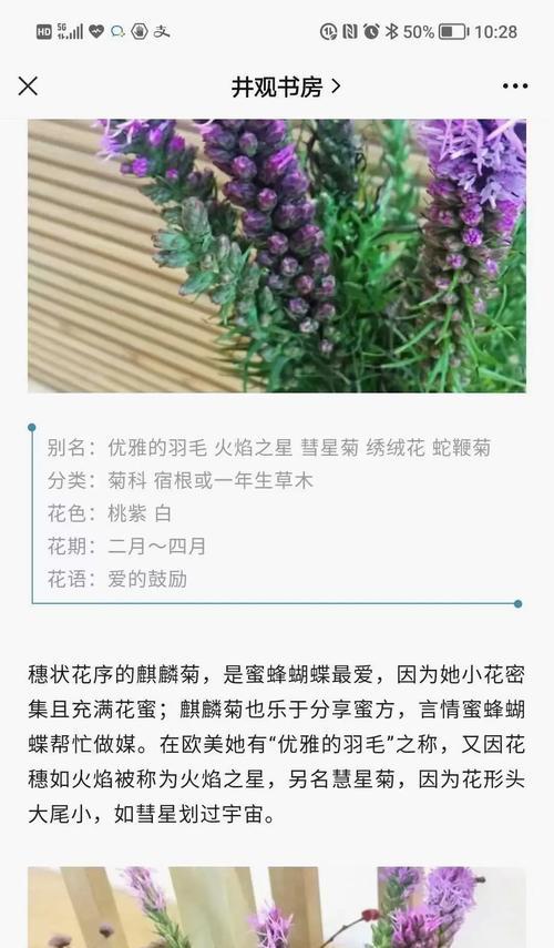大麒麟花的花语和寓意是什么？探索大麒麟花的神秘花语。