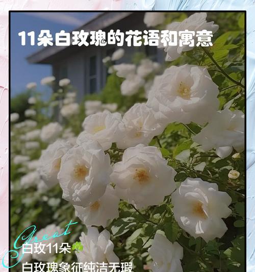 山茶花白玫瑰的寓意和花语是什么？
