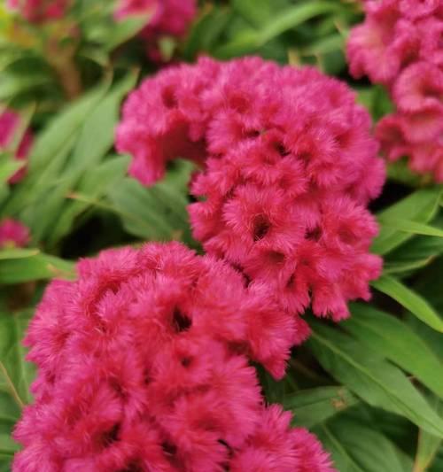 了解花色的含义对送花有何帮助？各种颜色的花分别代表什么？