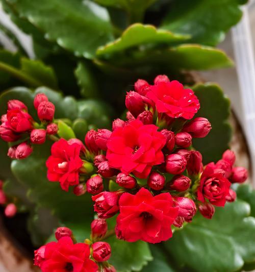 了解花色的含义对送花有何帮助？各种颜色的花分别代表什么？