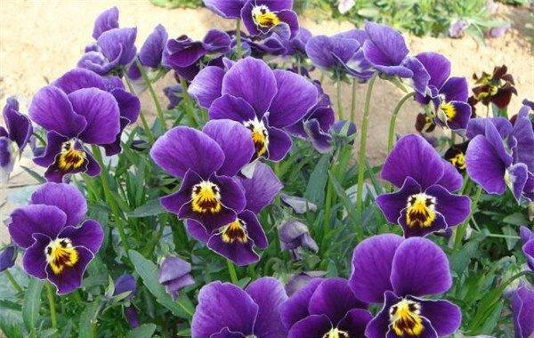 了解花色的含义对送花有何帮助？各种颜色的花分别代表什么？