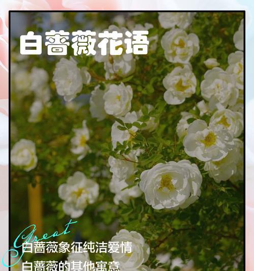 粉蔷薇的花语和代表意义是什么？