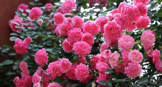 粉蔷薇的花语和代表意义是什么？