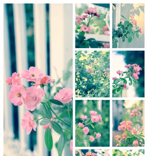 粉蔷薇的花语和代表意义是什么？