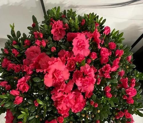 西洋杜鹃花的象征意义是什么？它在西方文化中的地位如何？