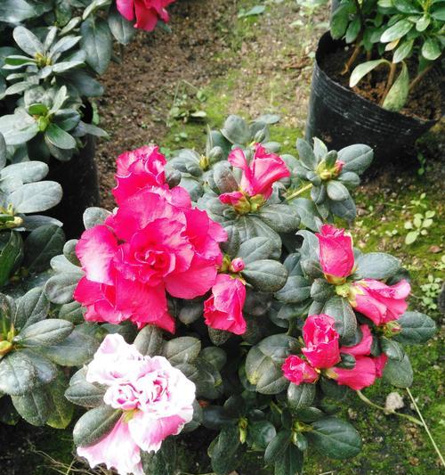 西洋杜鹃花的象征意义是什么？它在西方文化中的地位如何？