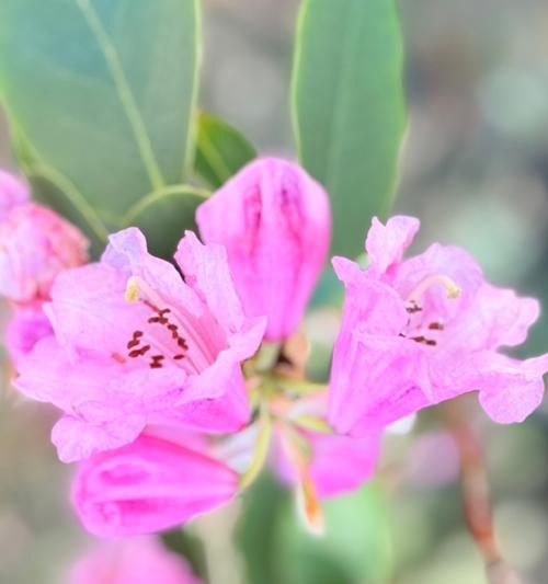 西洋杜鹃花的象征意义是什么？它在西方文化中的地位如何？
