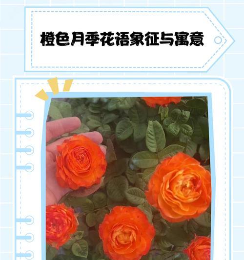 月季花有哪些寓意平安的品种？它们的花语是什么？
