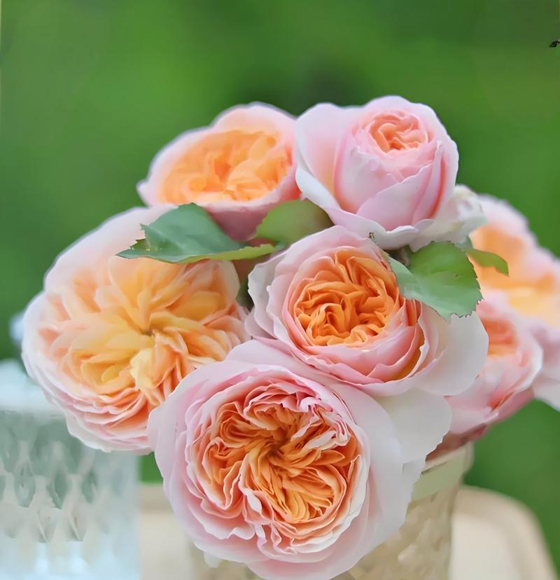 月季花有哪些寓意平安的品种？它们的花语是什么？