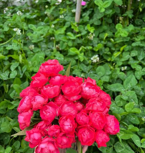 月季花有哪些寓意平安的品种？它们的花语是什么？