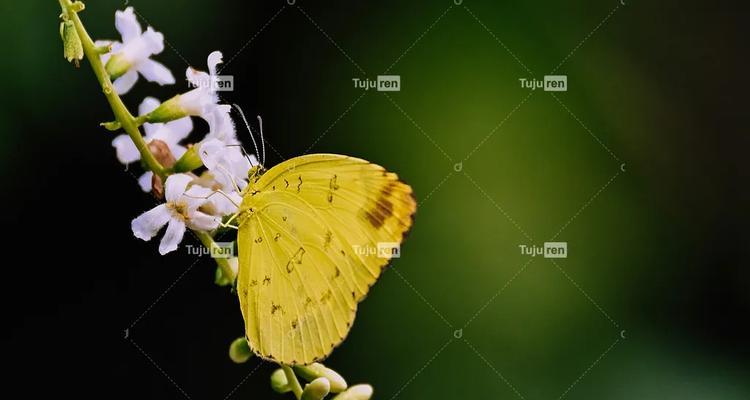 黄白花色组合的寓意是什么？