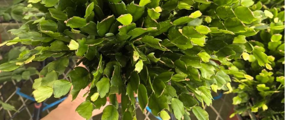 雷神象征的花有哪些？雷神主题花卉的含义是什么？