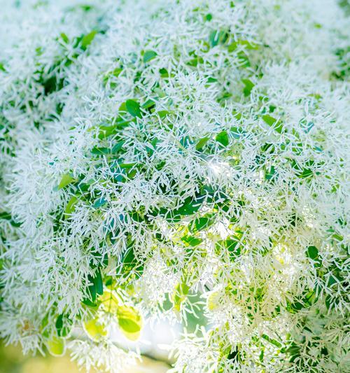 流苏花的寓意是什么？流苏花的象征意义是什么？