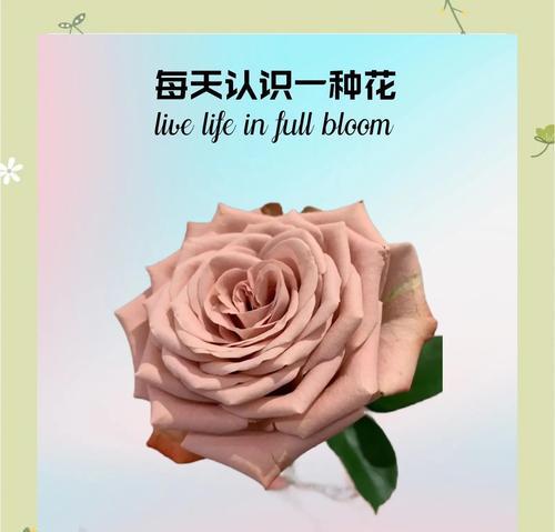 卡布奇诺玫瑰的花语和寓意是什么？