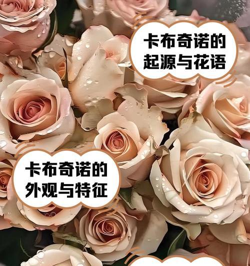卡布奇诺玫瑰的花语和寓意是什么？
