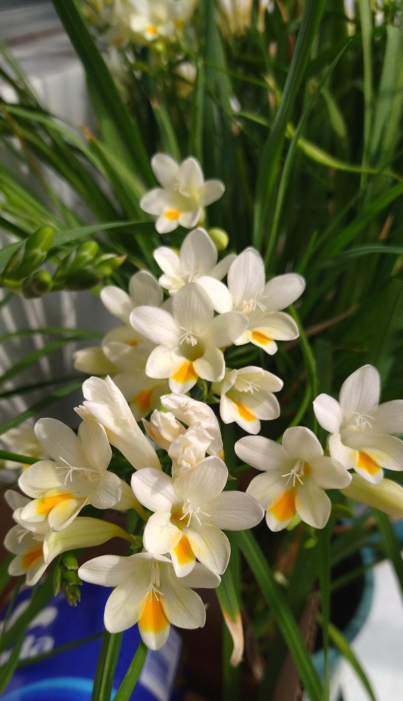 小苍兰的花语和寓意是什么？