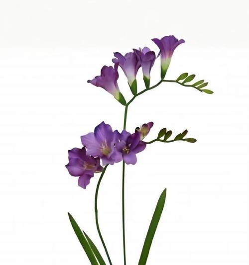 小苍兰的花语和寓意是什么？