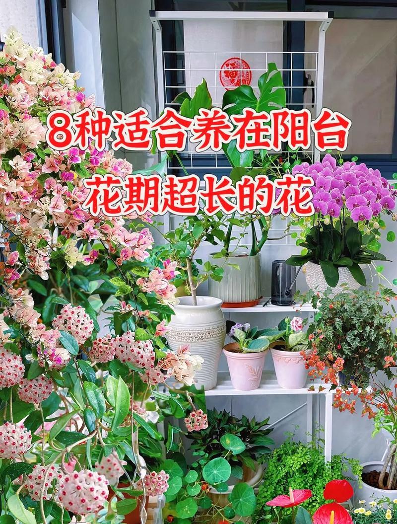 新手适合养哪些寓意好的花？有哪些推荐？
