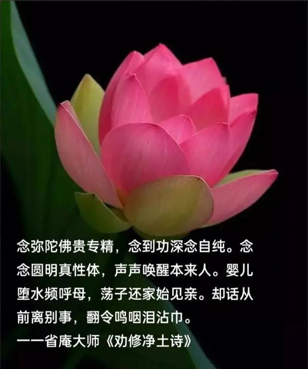 无生花象征什么？自然界中的象征意义是什么？