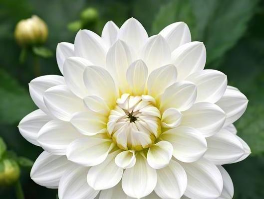 善良象征的花朵及其花语是什么