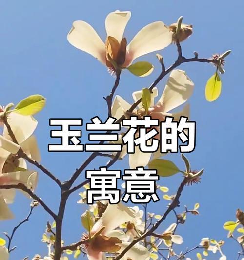 几朵花象征友谊？代表友谊的花有哪些？