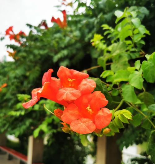 过年时象征性的花有哪些？古代与现代有何不同？