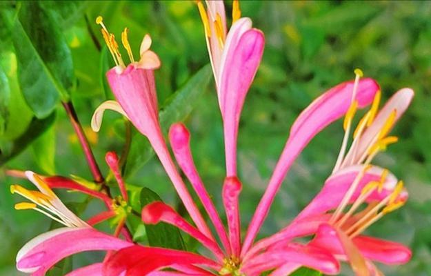过年时象征性的花有哪些？古代与现代有何不同？