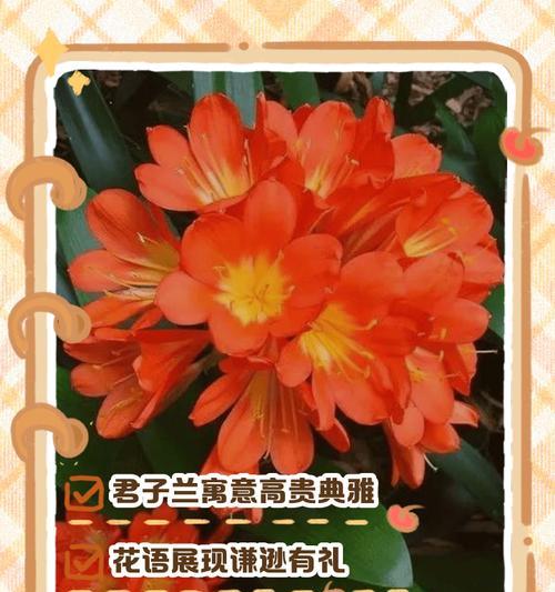 诗中花的花语含义有哪些？