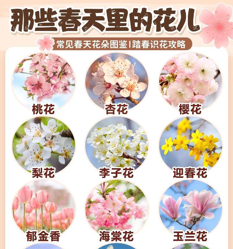 枫叶的花语代表什么？如何理解花语程行1？