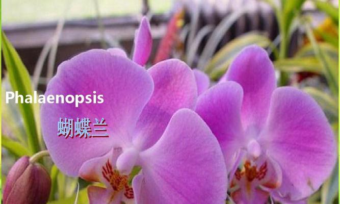 枫叶的花语代表什么？如何理解花语程行1？