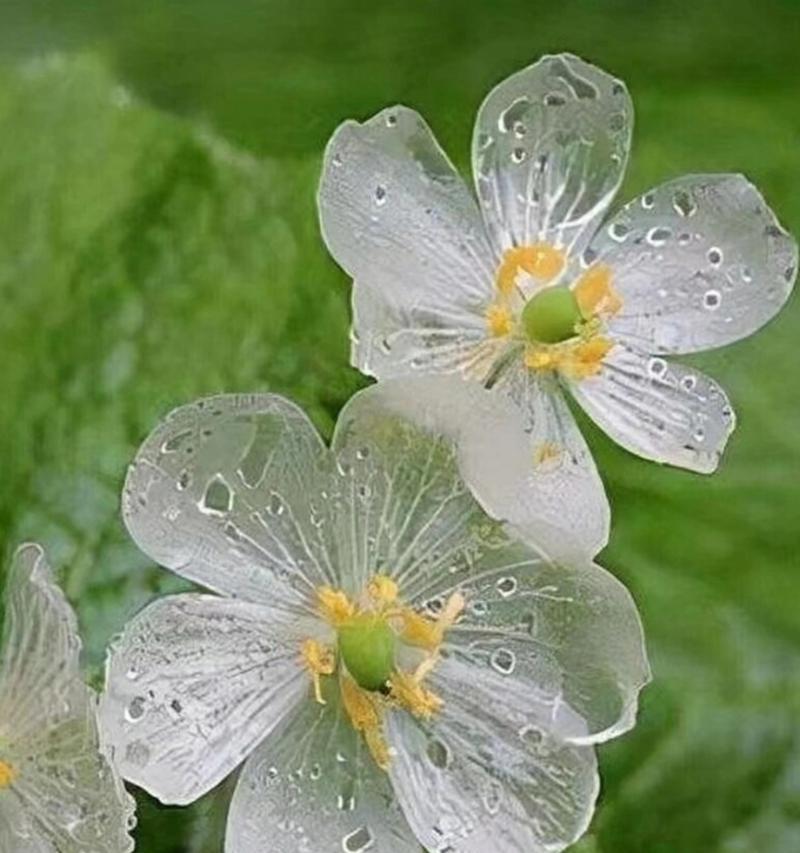 山荷叶花的寓意和花语是什么？探索其独特含义。