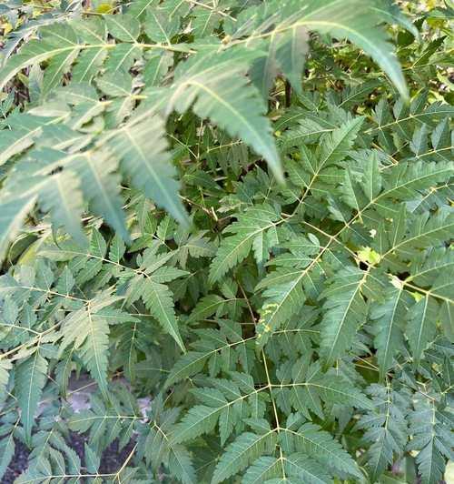 苦楝花有什么寓意？