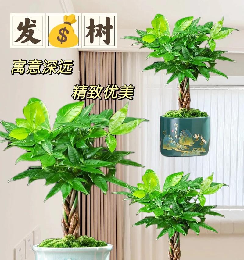 哪些花寓意着发财树？它们各自代表了什么意义？