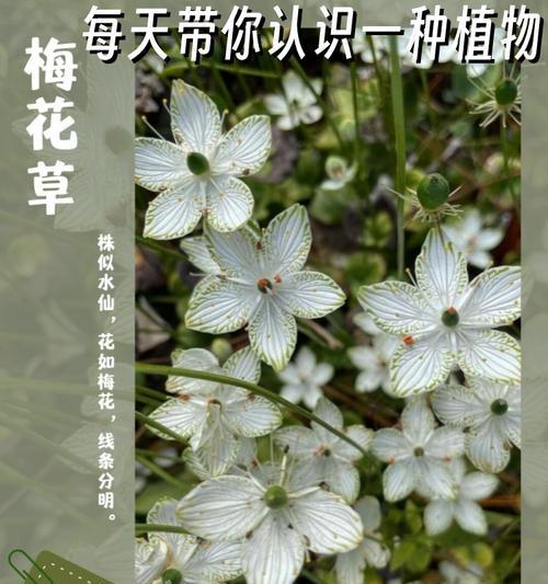 捡回家的花有哪些花名和寓意？它们的花语能否带来好运？