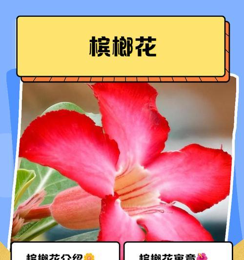 捡回家的花有哪些花名和寓意？它们的花语能否带来好运？