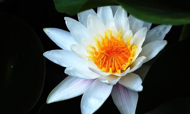 莲中有花的寓意是什么？如何理解其象征意义？