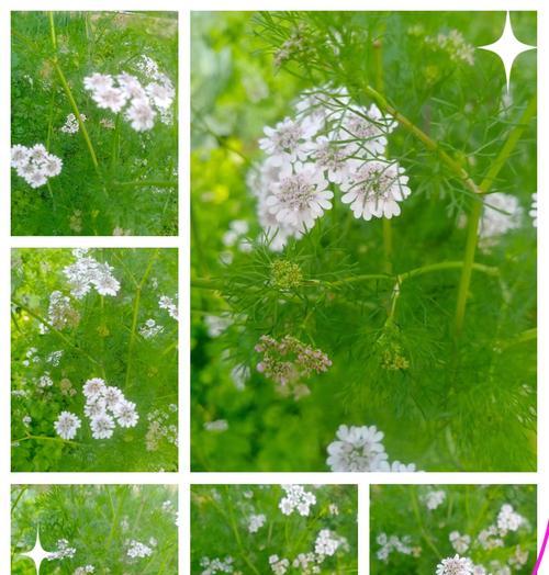 哪种花象征孤独感？