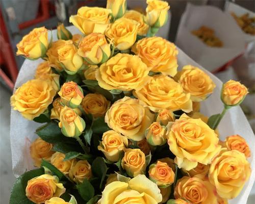 橙色玫瑰花的含义和花语是什么？