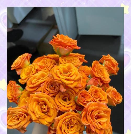 橙色玫瑰花的含义和花语是什么？