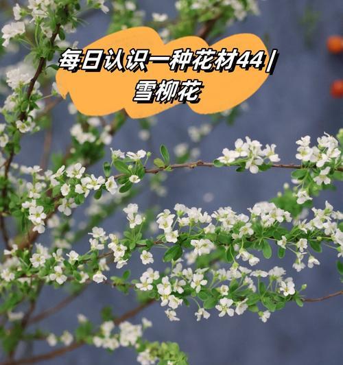 花的寓意和象征的意义有哪些？花语背后隐藏的含义是什么？