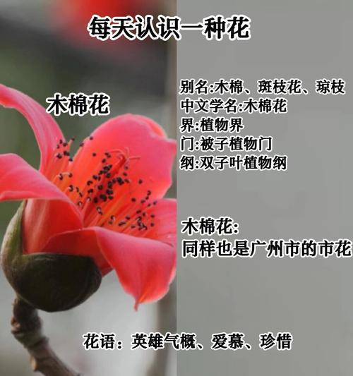 花的寓意和象征的意义有哪些？花语背后隐藏的含义是什么？