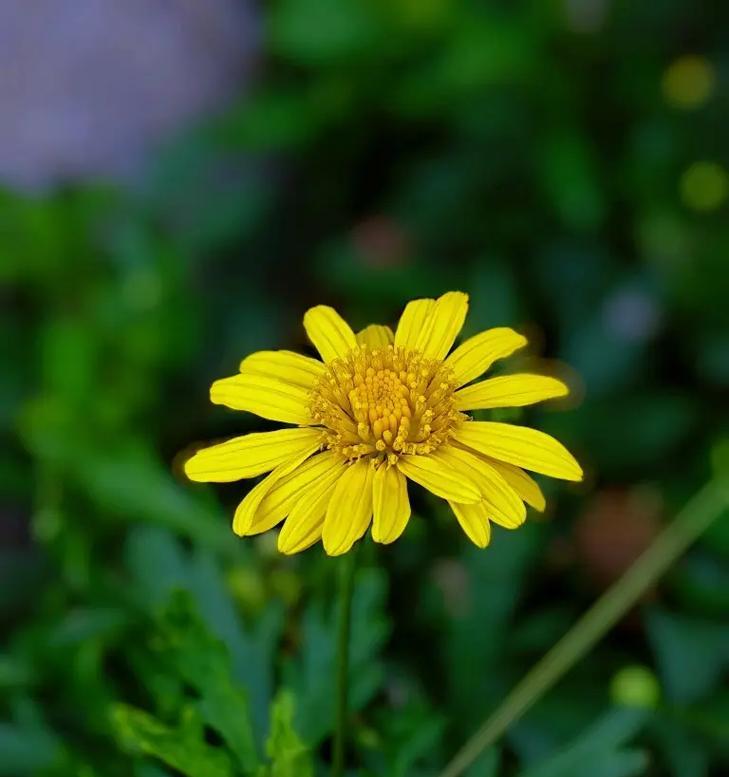 青春靓丽的象征花有哪些？哪些花代表年轻和活力？