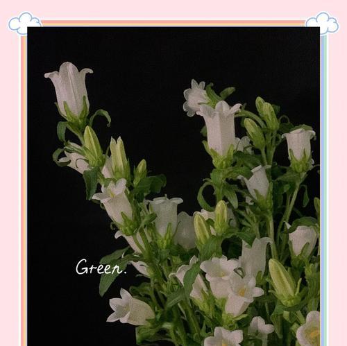 纯白的花有何寓意？送纯白的花象征着什么？