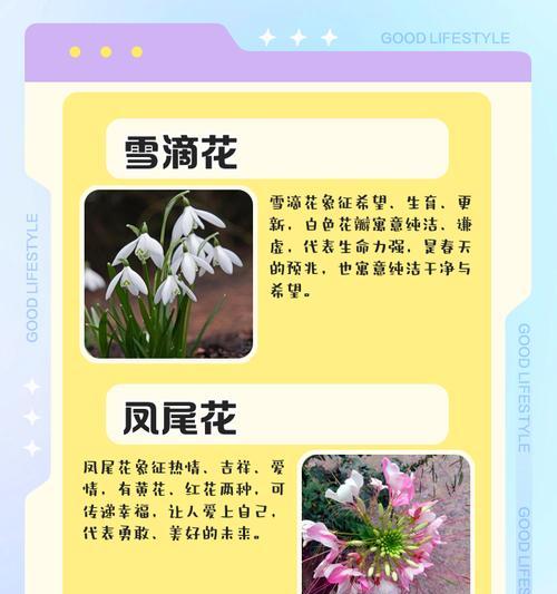 哪些花象征自由与和平？如何通过花卉表达和平的愿望？