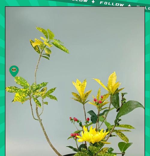 沙发角摆放寓意好的花有哪些？