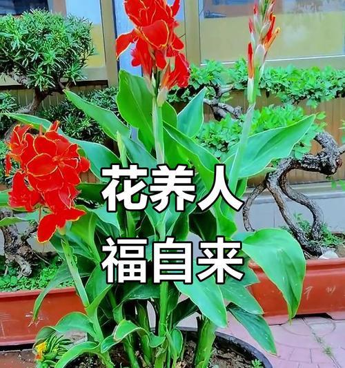 养什么花寓意最佳？